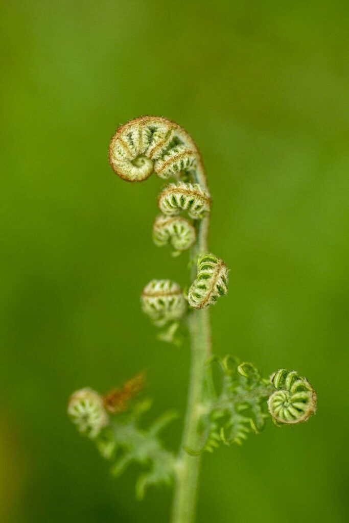 Green Beauty